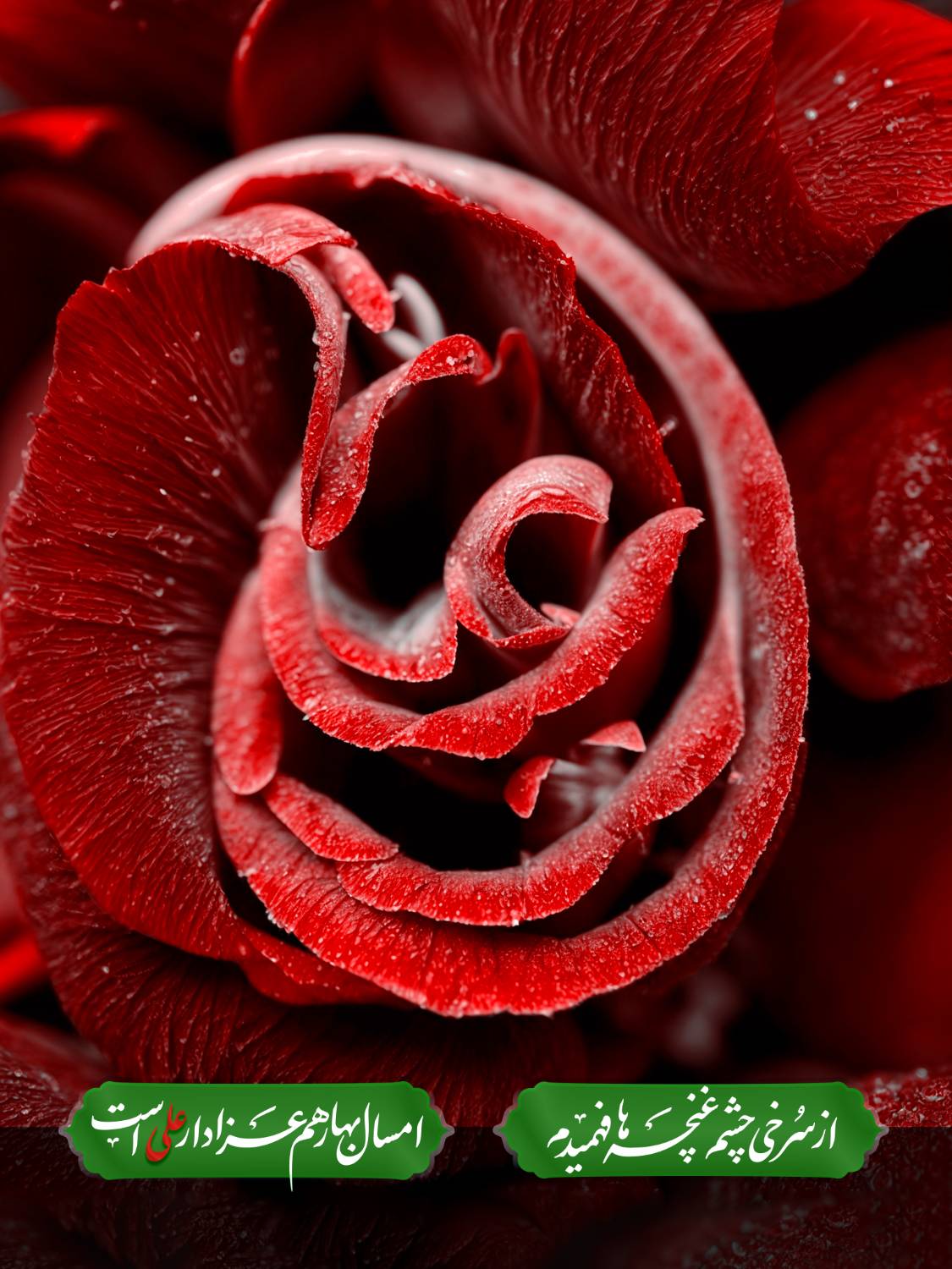 از سرخی چشم غنچه ها فهمیدم