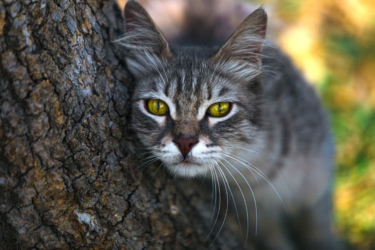 عکس پرتره گربه